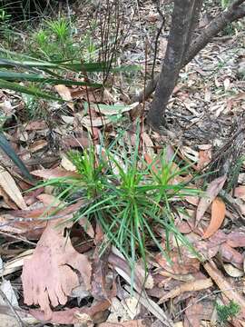 Image de Stylidium productum M. M. Hindmarsh & D. F. Blaxell