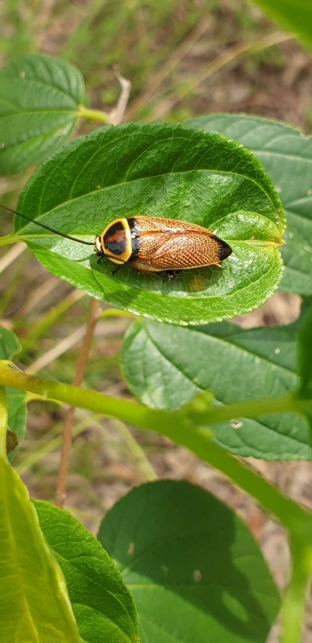 Image of Ellipsidion reticulatum Saussure 1864