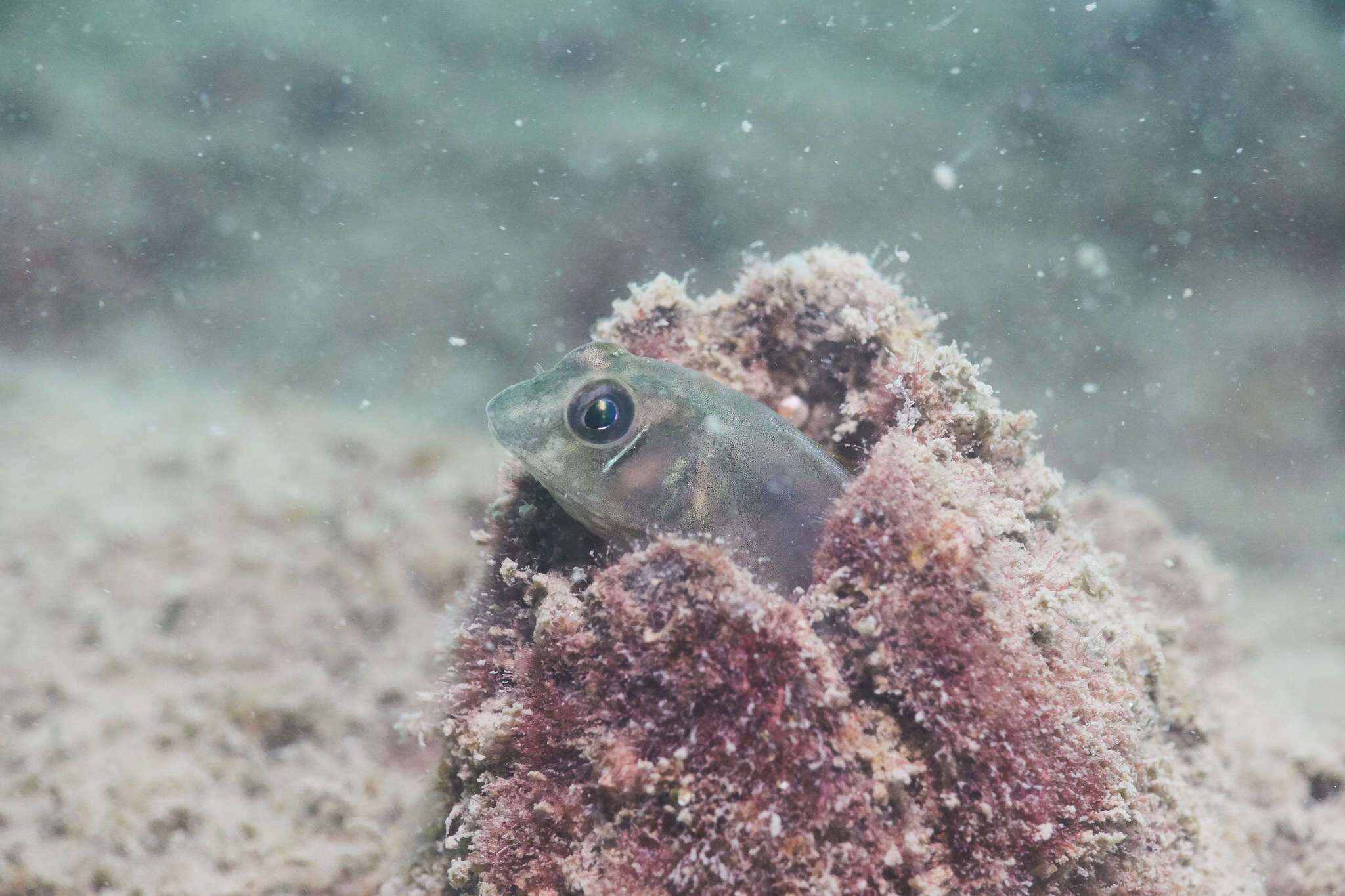 Image of Fang-toothed blenny