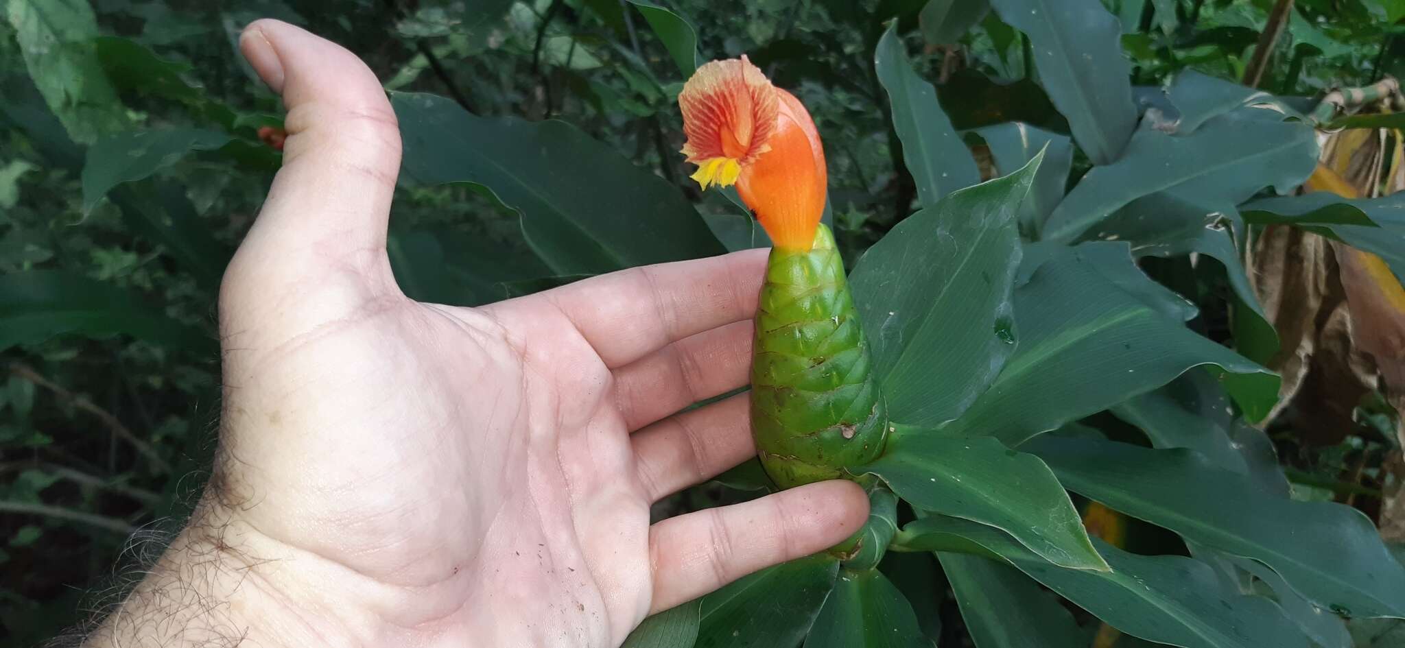 Image of Costus pictus D. Don