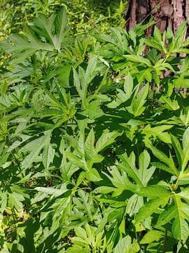 Image of annual ragweed