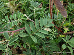 Image de Tephrosia purpurea (L.) Pers.