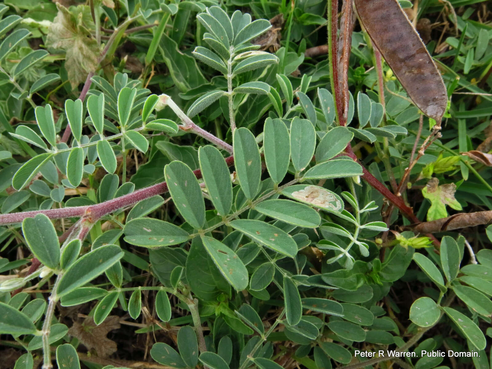 Image de Tephrosia purpurea (L.) Pers.