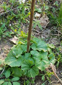 Image of great Indian plantain