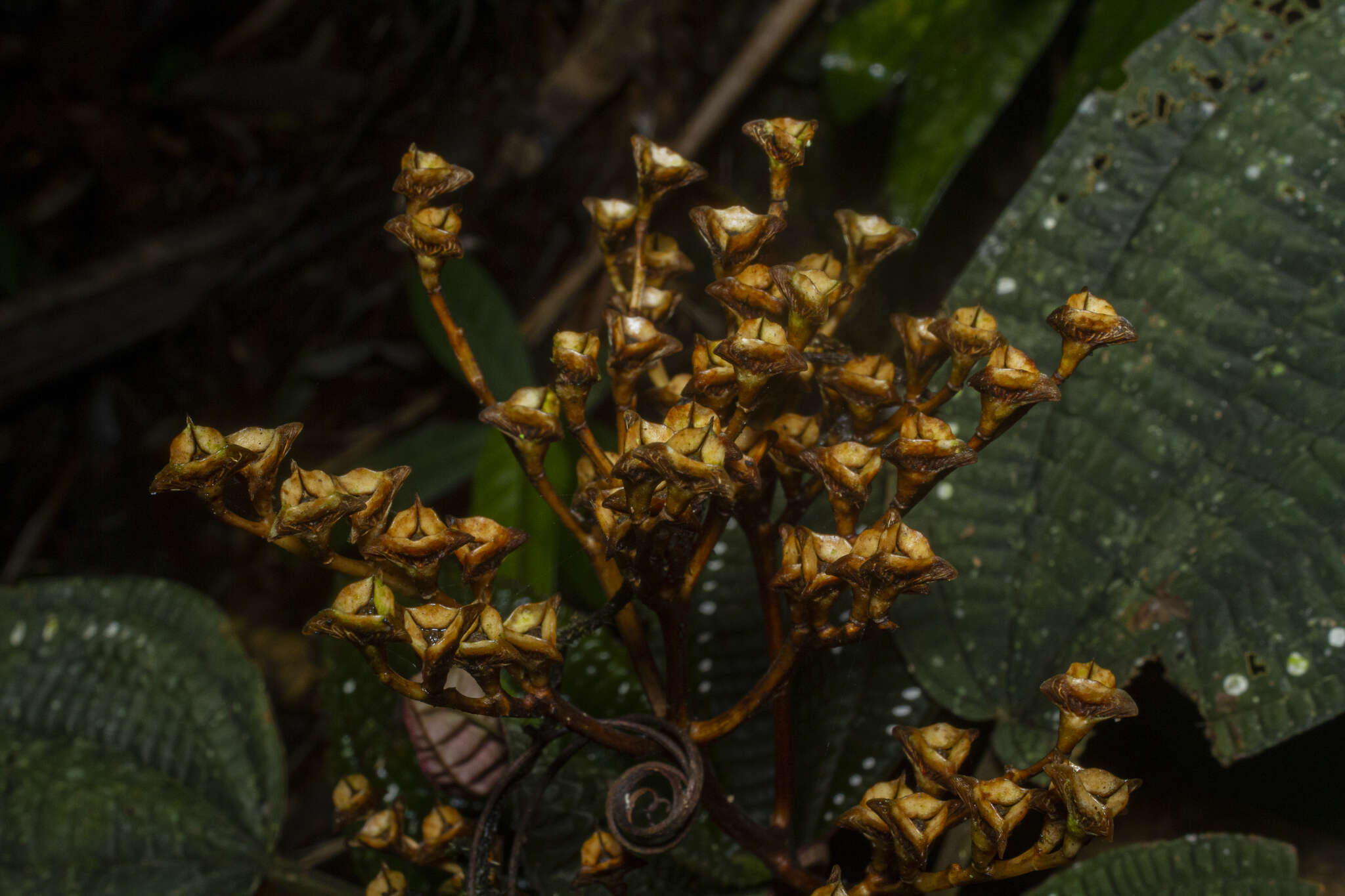 Sivun Salpinga margaritacea (Naud.) Triana kuva