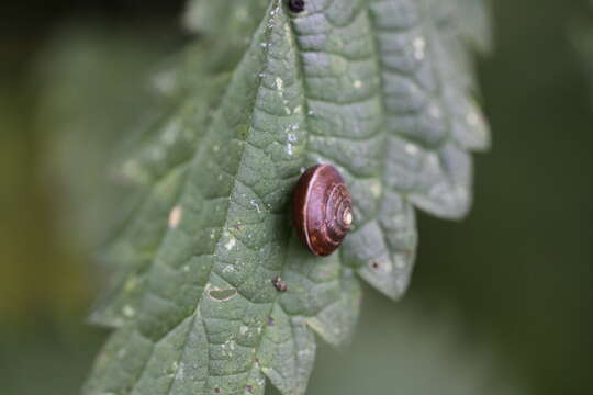 Image of girdled snail