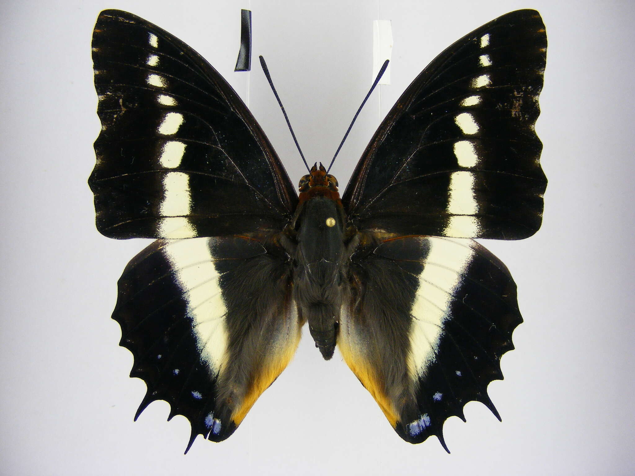 Image of Charaxes brutus angustus Rothschild 1900