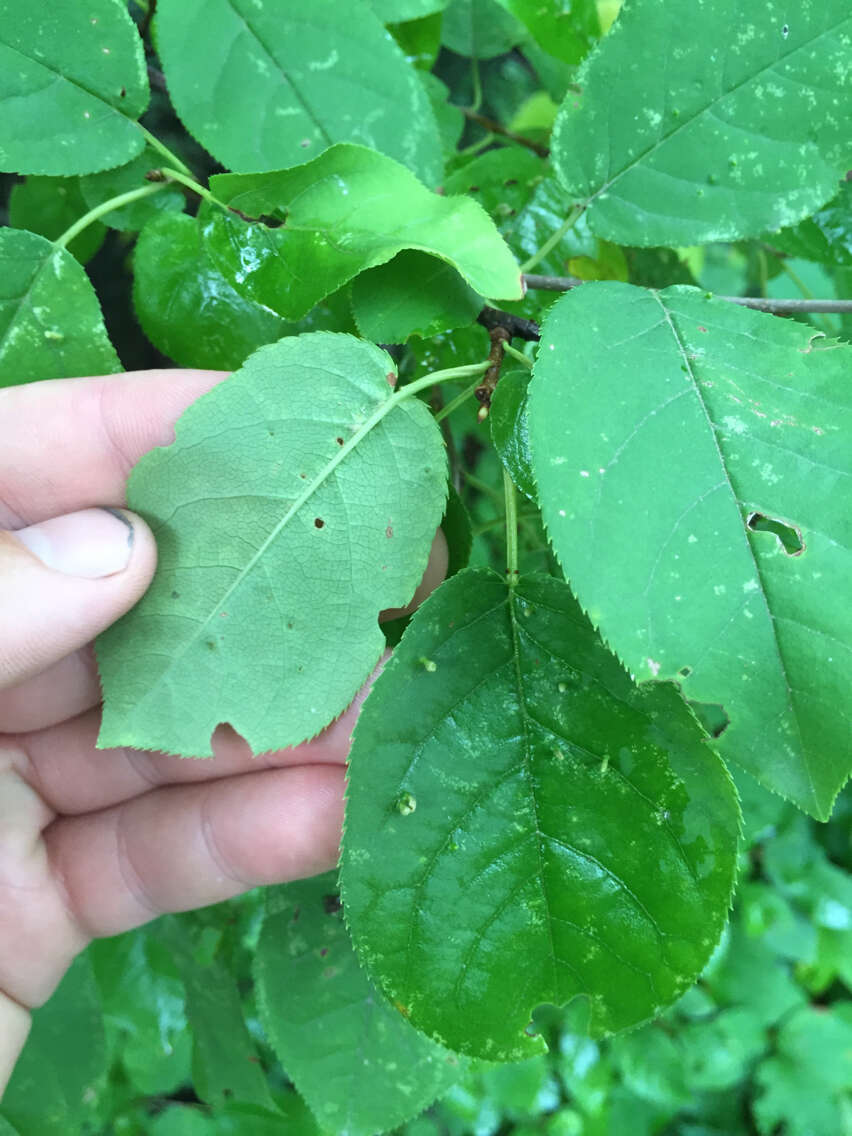 Imagem de Prunus virginiana L.