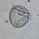 صورة Phalacroma rotundatum