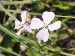 Image of Raphanus raphanistrum subsp. rostratus (DC.) Thell.