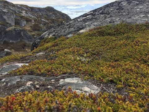 Image of Mountain Crowberry