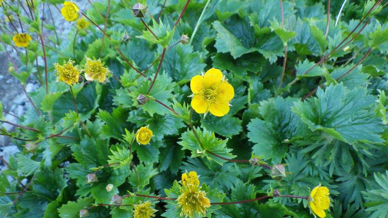 Image of Geum calthifolium subsp. nipponicum (F. Bolle) R. L. Taylor & B. Mac Bryde