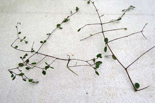 Imagem de Coprosma crassifolia Colenso