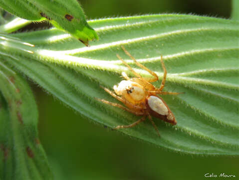 Image of Oxyopes niveosigillatus Mello-Leitão 1945