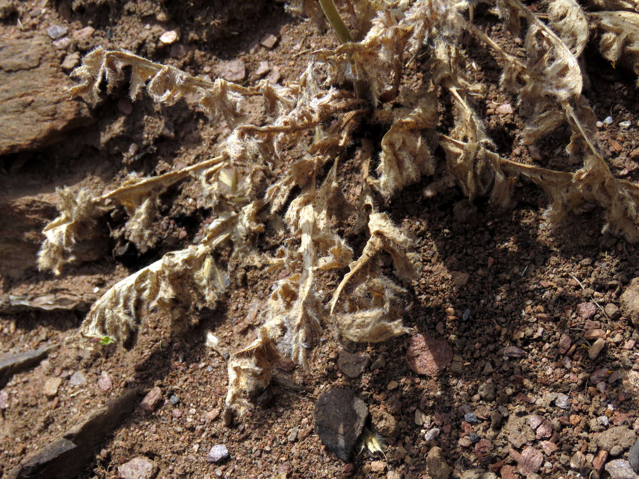 Image of Pelargonium aciculatum E. M. Marais