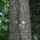 Image of Jacaratia digitata (Poepp. & Endl.) Solms-Laub.