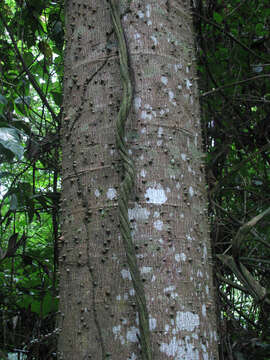 Image of Jacaratia digitata (Poepp. & Endl.) Solms-Laub.