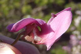 Image of Virgilia divaricata Adamson