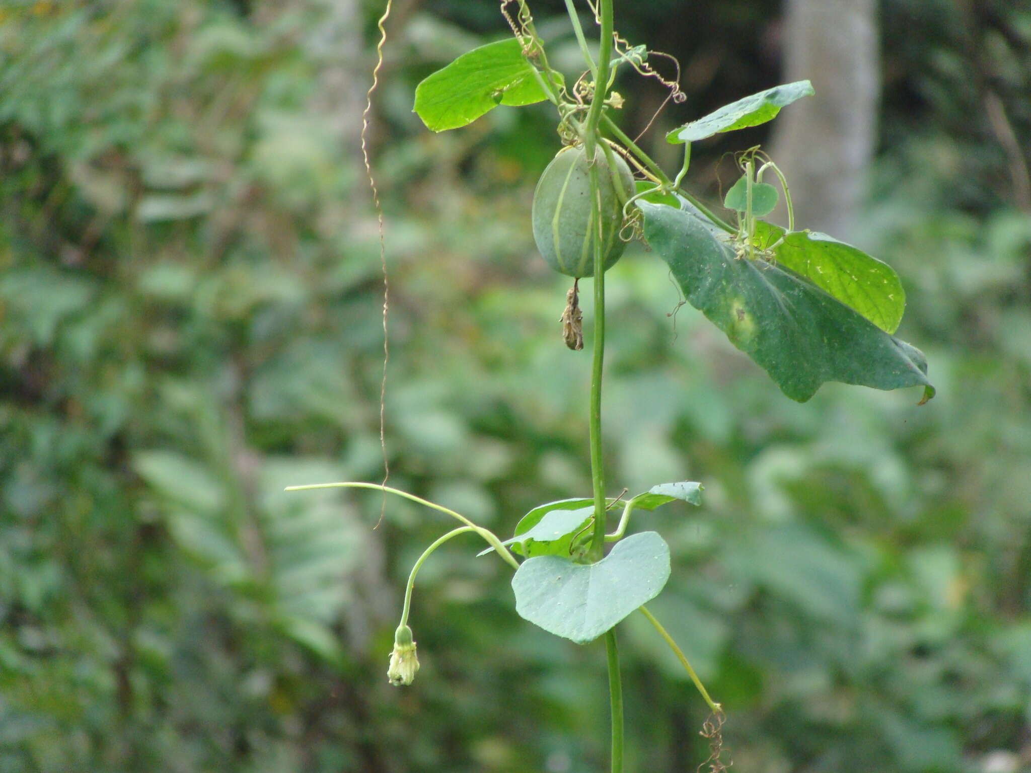 Image of Polyclathra