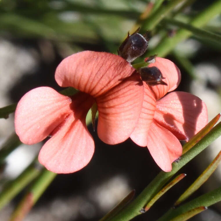 Imagem de Indigofera disticha Eckl. & Zeyh.