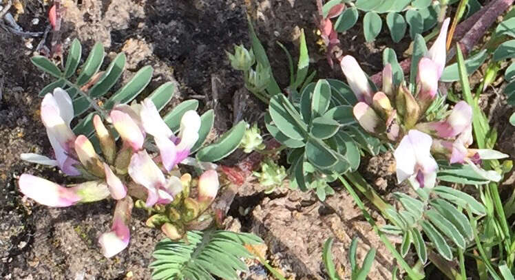 Слика од Astragalus cibarius Sheld.