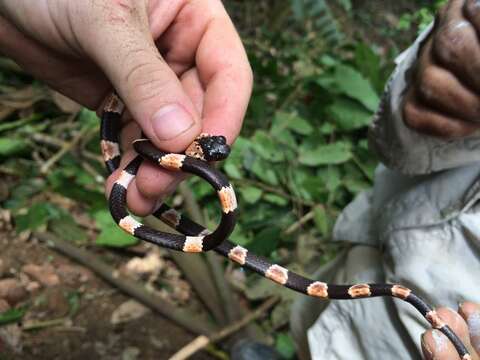 Image of Graceful Snail-eater