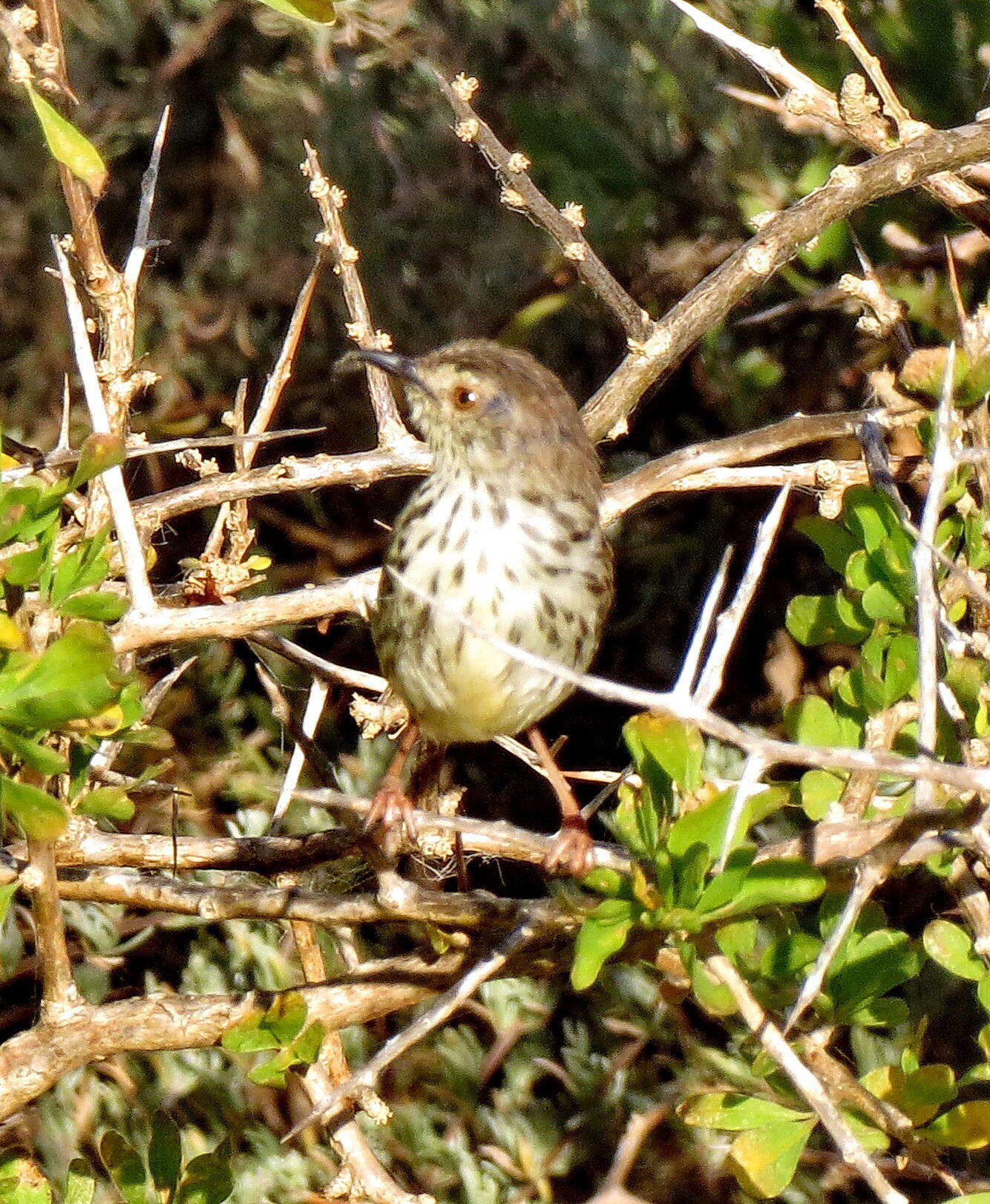 Image of Karoo Prinia