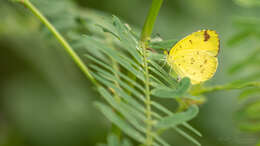 Слика од Eurema alitha (Felder & Felder 1862)