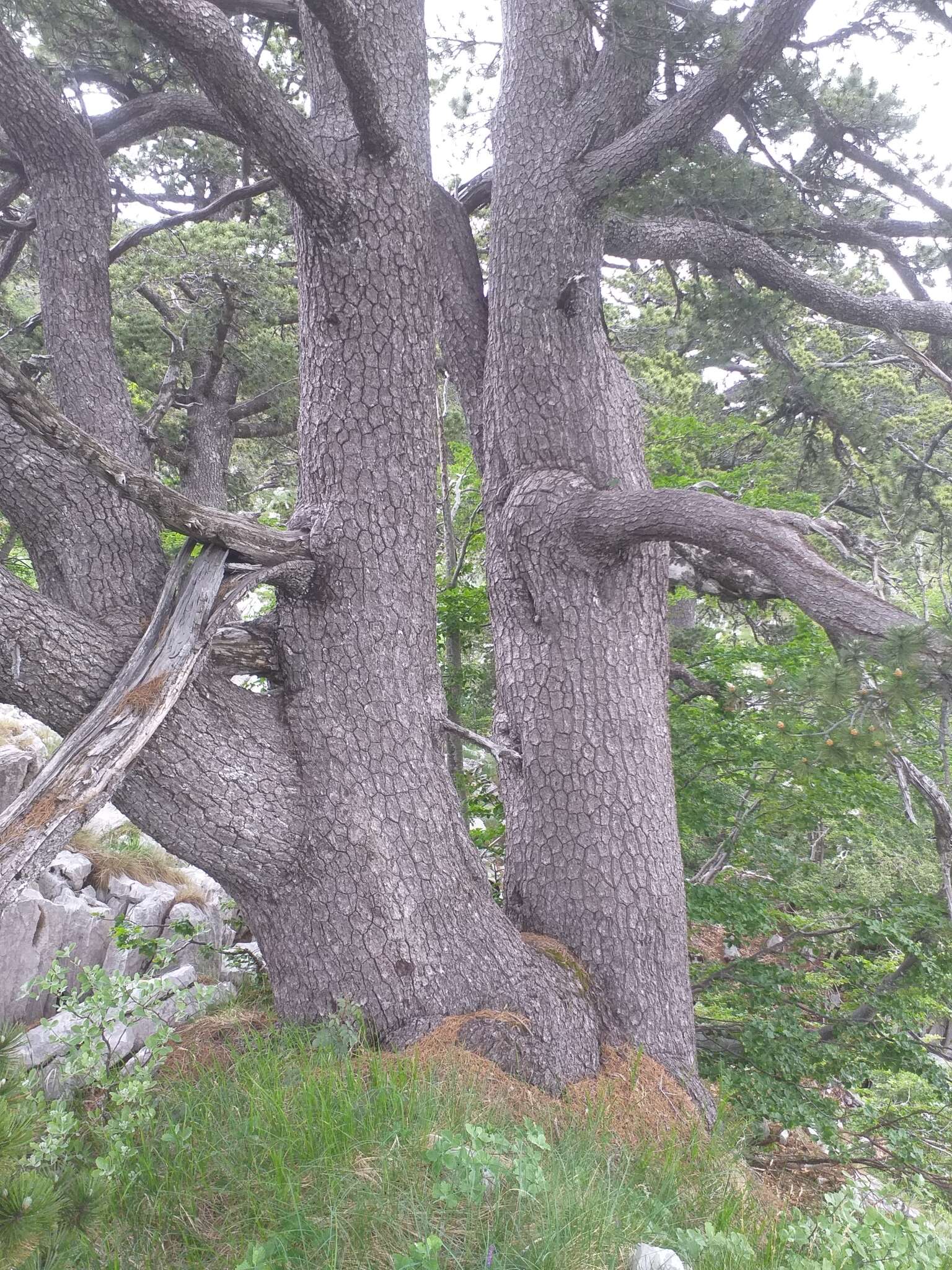 Image de Pin de Bosnie