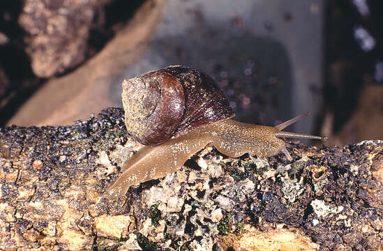 Image of Gittenedouardia spadicea (L. Pfeiffer 1846)