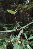 Слика од Eucryphia lucida (Labill.) Baillon