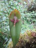 Plancia ëd Pleurothallis lilijae Foldats