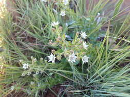 Image of Alepidea setifera N. E. Br.