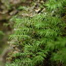 Image of Lescur's bartramiopsis moss