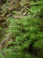 Image of Lescur's bartramiopsis moss