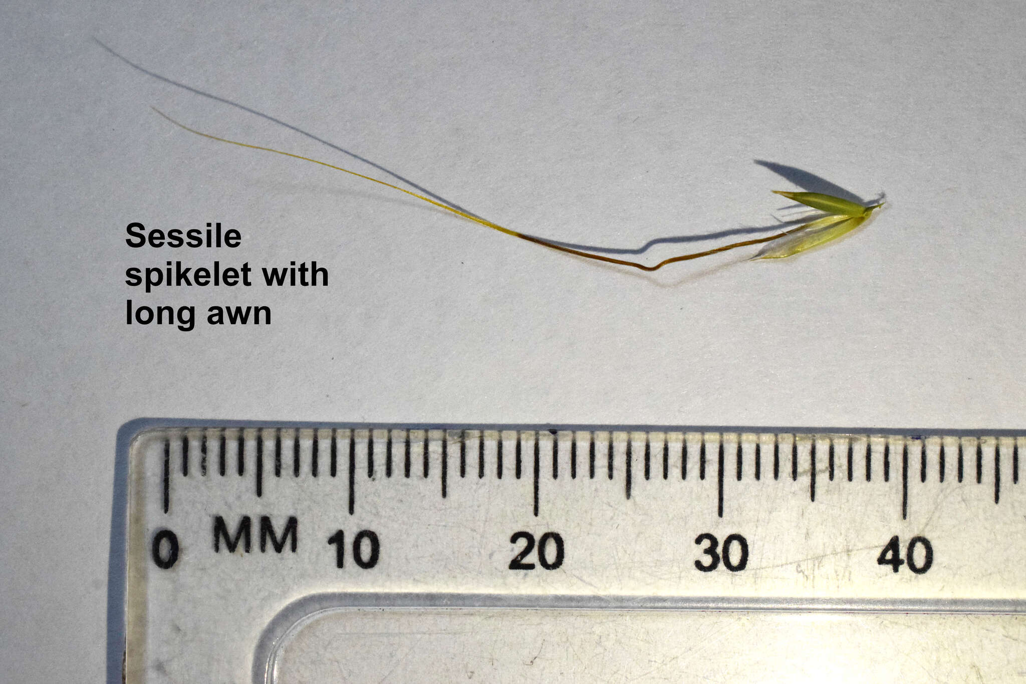 Diheteropogon amplectens (Nees) Clayton resmi