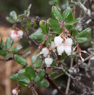 Слика од Arctostaphylos nummularia subsp. mendocinoensis (P. V. Wells) V. T. Parker, M. C. Vasey & J. E. Keeley