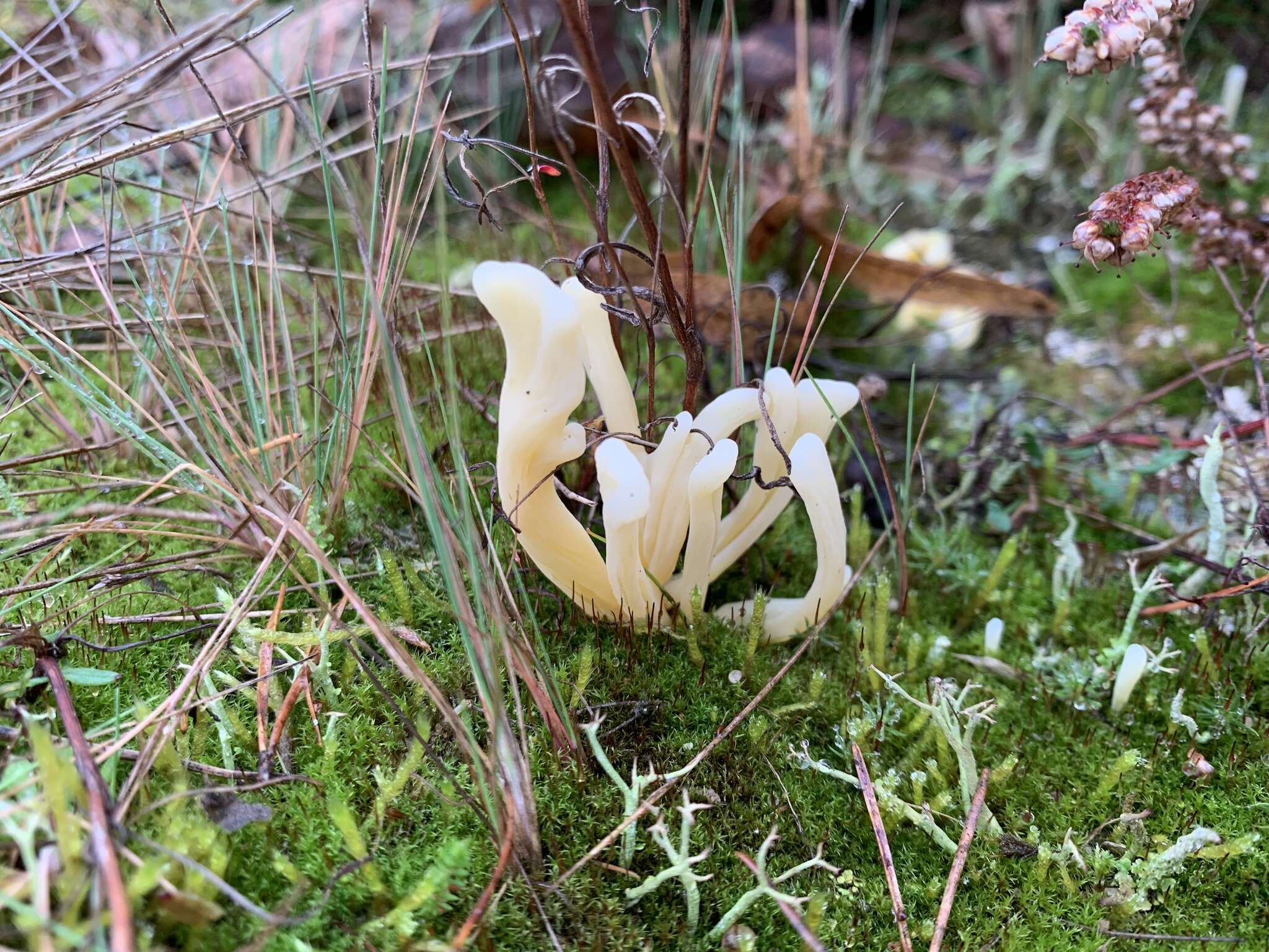 Clavaria argillacea Pers. 1797 resmi