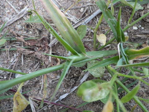 Image of Durban crowfoot grass