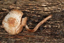 Image of Cystolepiota hetieri (Boud.) Singer 1973