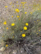 Imagem de Xanthisma spinulosum var. gooddingii (A. Nels.) D. R. Morgan & R. L. Hartman