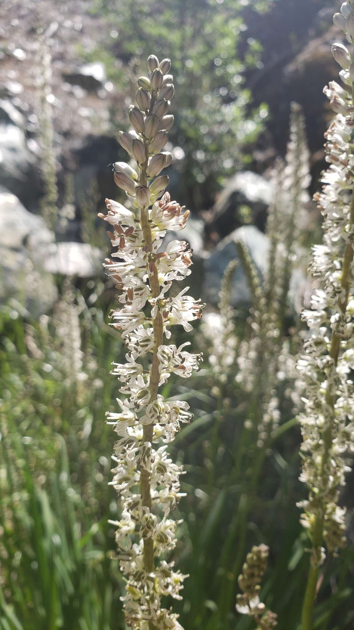 Image of white rushlily