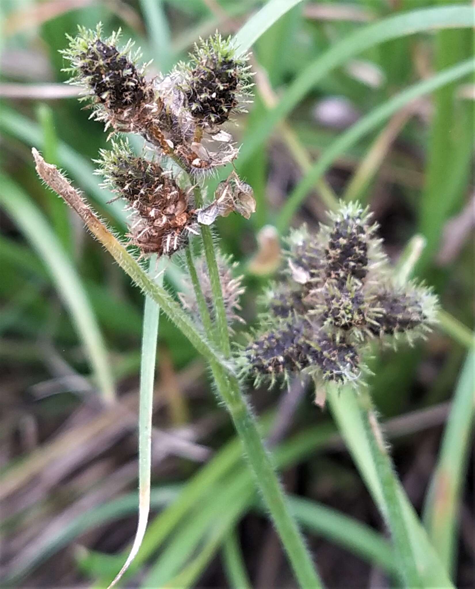 Image of Fuirena ciliaris (L.) Roxb.