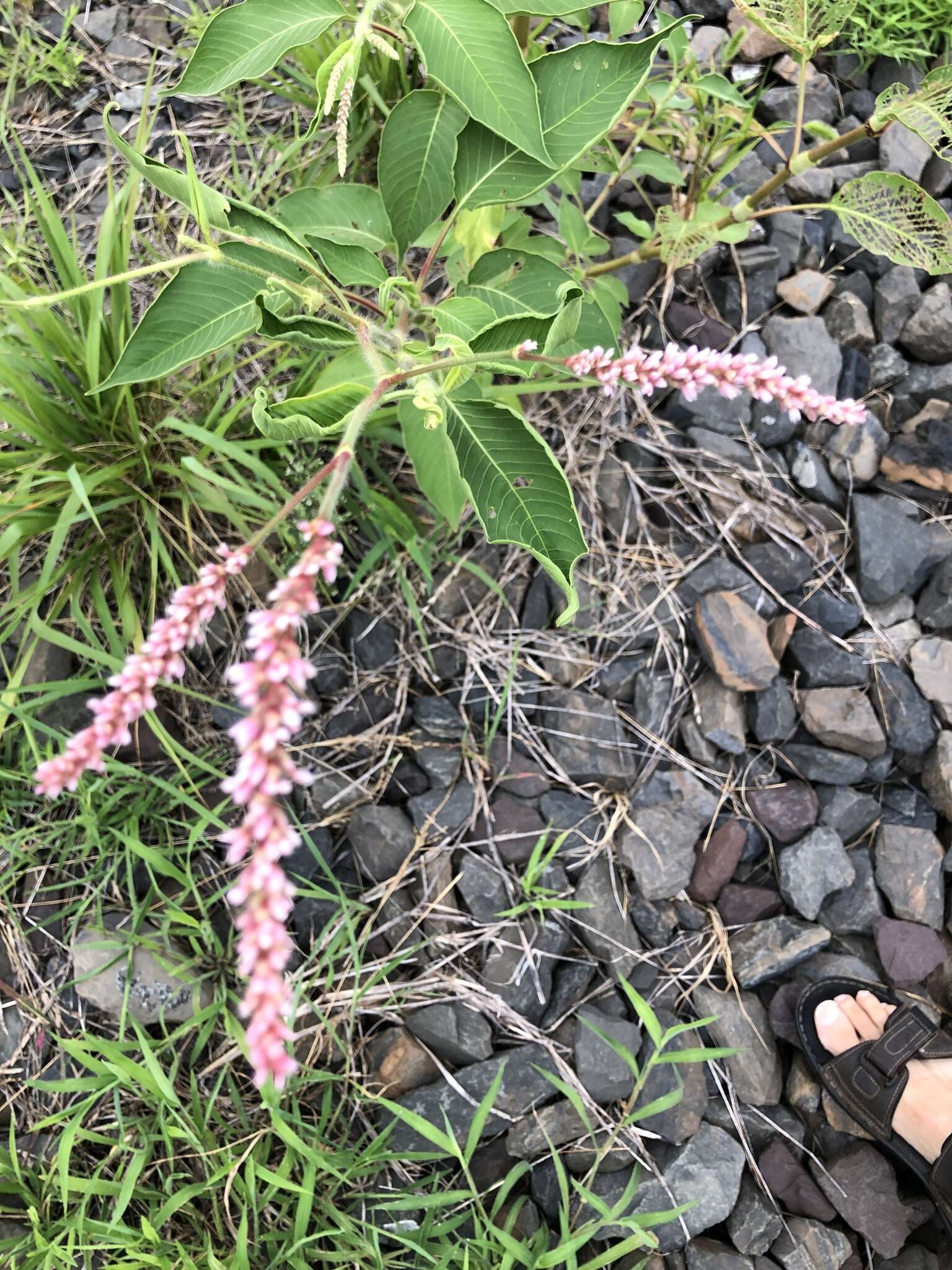 صورة Persicaria orientalis (L.) Spach