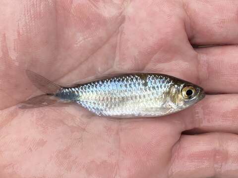 Image of African long-finned tetra