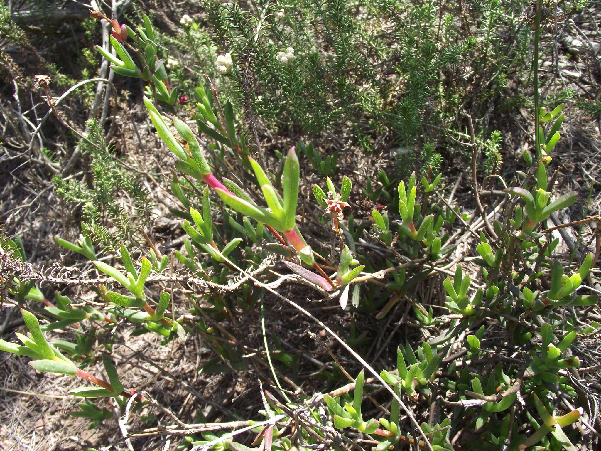 Ruschia congesta (Salm-Dyck) L. Bol. resmi