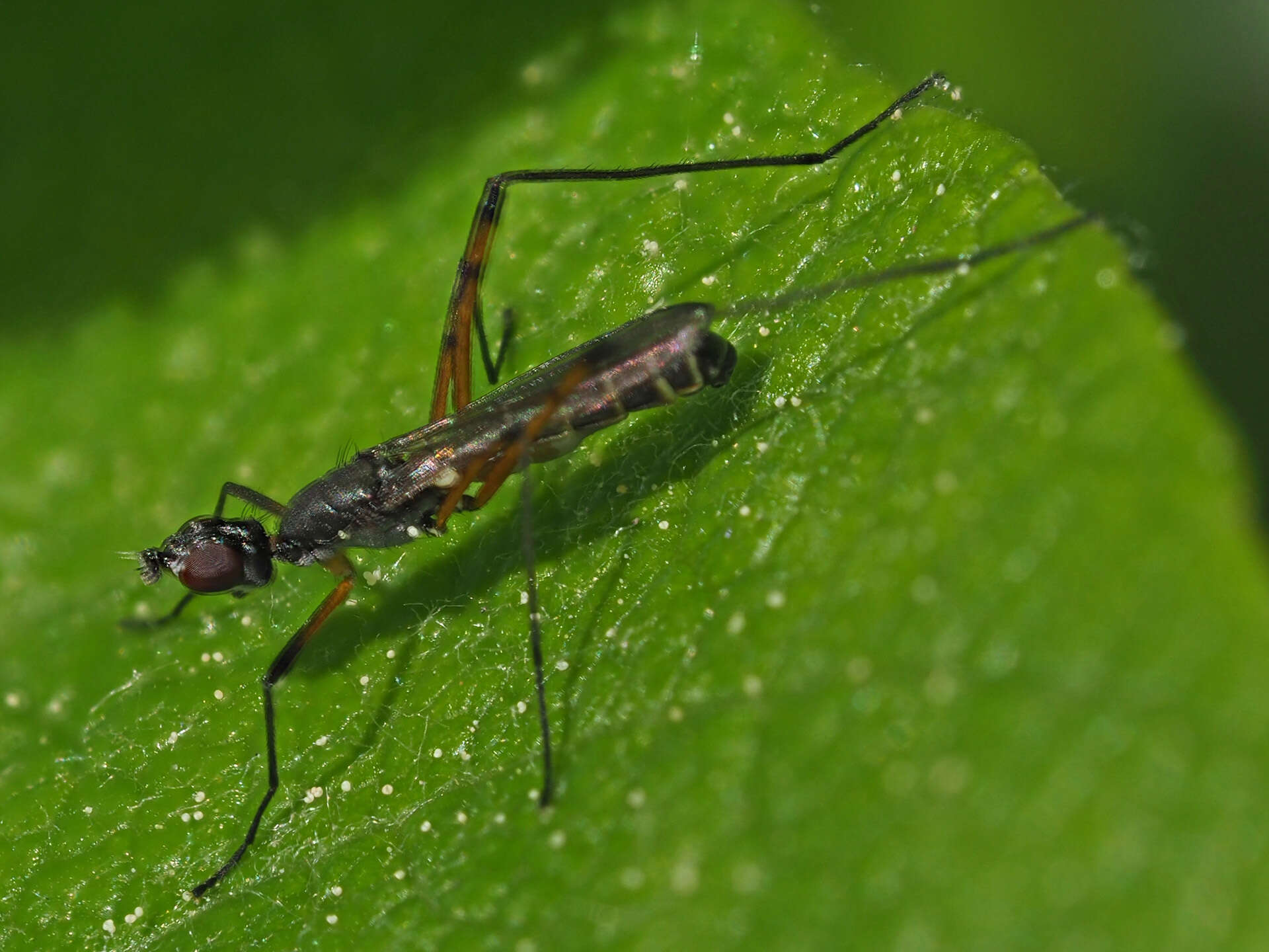 Micropeza corrigiolata (Linnaeus 1767) resmi