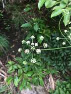 Image of Canadian Wild Lovage