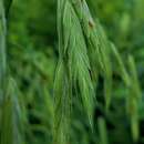 Image of earlyleaf brome