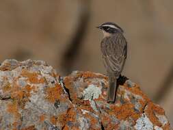 Image of Brown Accentor